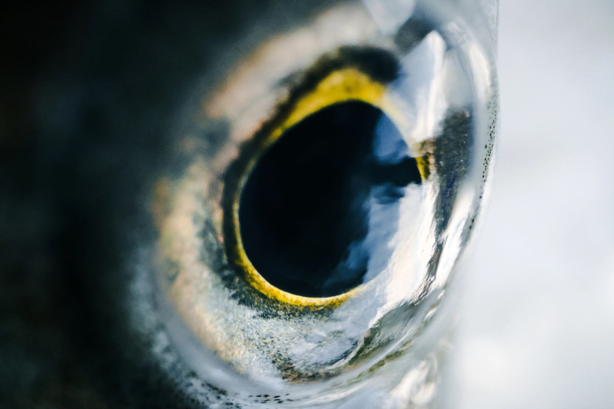 Close-up of a fish eye and scales underwater